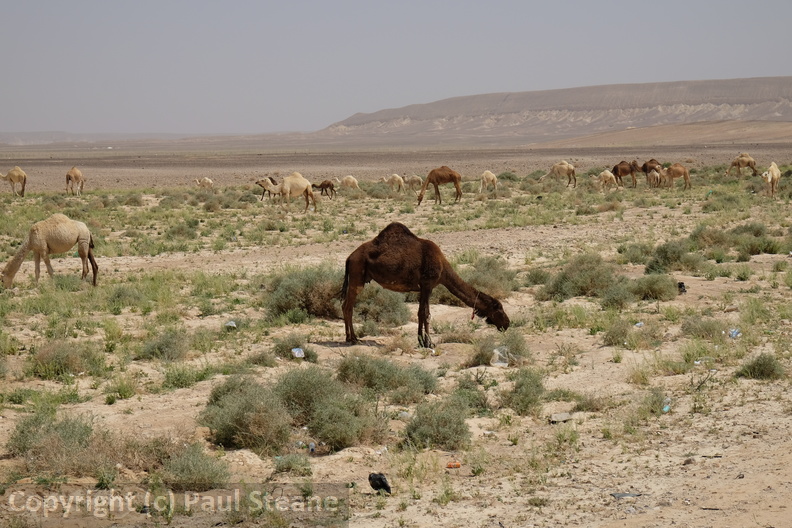 Camels