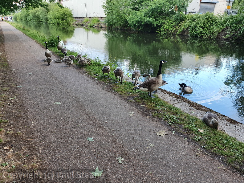 Bridgewater Canal Canada Geese