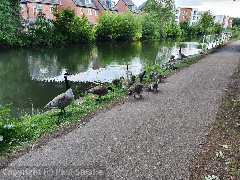 Bridgewater Canal Canada Geese