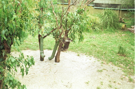 Healesville Sanctuary