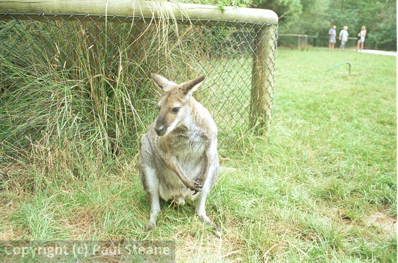 Healesville Sanctuary
