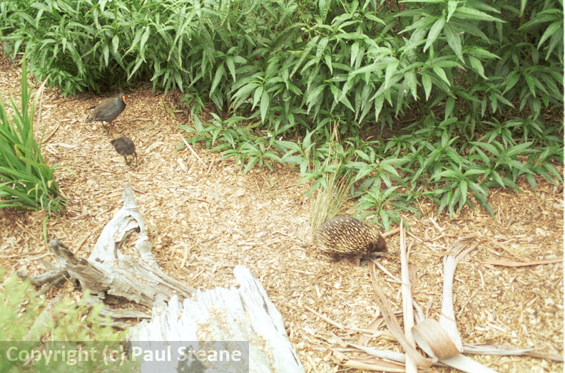 Healesville Sanctuary