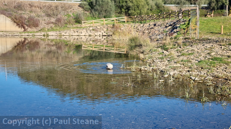 Rivera Grande de la Golondrina