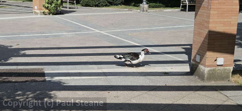 Valladolid - Parque Campo Grande