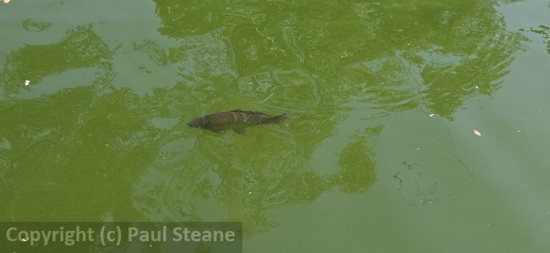 Valladolid - Parque Campo Grande